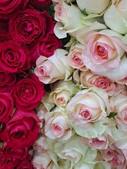 Beautiful red and white roses at South Korea's flower market