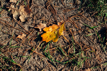 yellow leaf on the ground