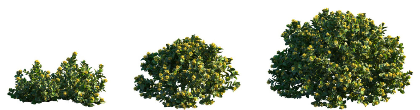 Set of Phedimus aizoon (also known as Aizoon Stonecrop) flowering frontal isolated png on a transparent background perfectly cutout