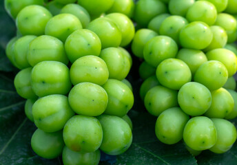 close up on green grape 