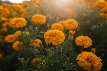 Photo of close up of orange marigold flowers blooming in a field with sunlight shining through