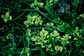 green leaves in the garden