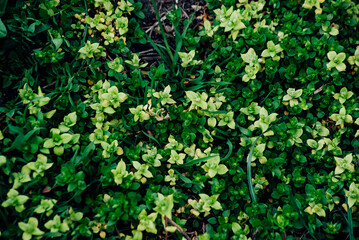 Obraz premium background of green leaves