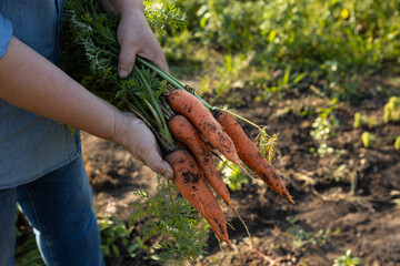 Harvesting organic carrots in garden vegetables growing