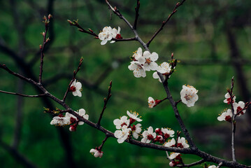 cherry blossom in spring