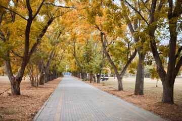 Park alleys in autumn. Empty paths without people