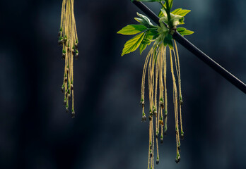 branch of a tree with leaves