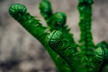 fern leaf in the rain