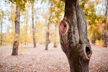 Trees in the park. Autumn in the southern city