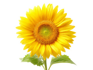 Fototapeta premium Vibrant yellow sunflower isolated on black background, Isolated On White Background, Png Transparent