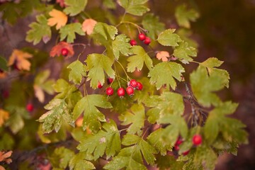 Hawthorn berries on a branch. Autumn in the southern city