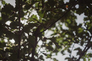 Chinese Great Wall (2024)