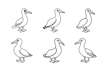 set of booby bird line art vector