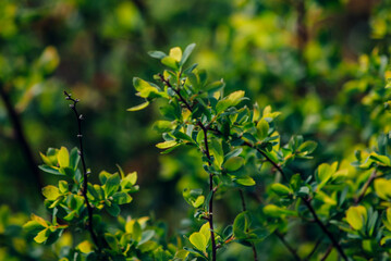 green leaves on the tree
