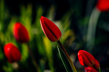 red tulips of green grass