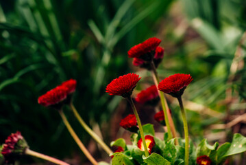 Obraz premium red poppies in the garden