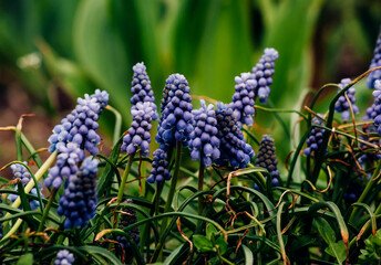 blue hyacinth flower