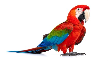 Fototapeta premium Vibrant scarlet macaw standing tall against a crisp white backdrop showcasing its brilliant feathers