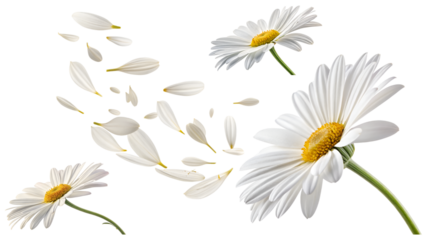 white daisies flower lobes flying and different angles collection isolated on transparent background
