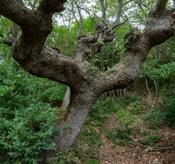 Knorrige Korkeiche in Kroatien