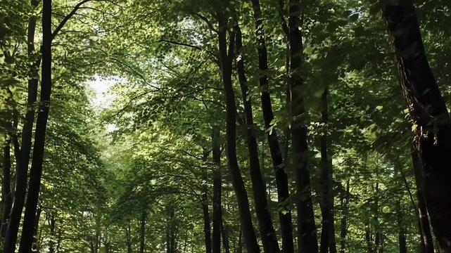 sun shining through trees