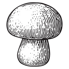 Hand-Drawn Round Mushroom - Nature Illustration for Design Projects