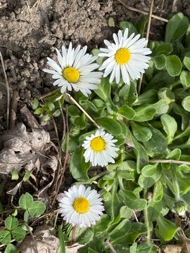 daisy, field, ground, G&auml;nsebl&uuml;mchen, Tausendsch&ouml;n, Bellis perennis, Massliebchen, Monatsr&ouml;serl, Margarite, Korbbl&uuml;tler, Asteraceae, Astereae, Bellis, gras, meadow, camomile, Margritli, G&auml;nsebl&uuml;mchen