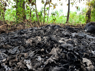 A large expanse of grey and black ash, remnants of burned leaves and twigs, covers the ground with a distinct, textured pattern in a wooded area.