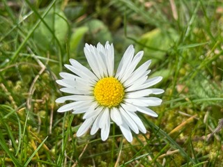 daisy, field, ground, G&auml;nsebl&uuml;mchen, Tausendsch&ouml;n, Bellis perennis, Massliebchen, Monatsr&ouml;serl, Margarite, Korbbl&uuml;tler, Asteraceae, Astereae, Bellis, gras, meadow, camomile, Margritli, G&auml;nsebl&uuml;mchen