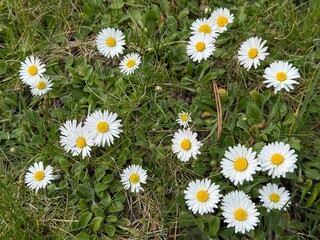 Fototapeta premium daisy, field, ground, Gänseblümchen, Tausendschön, Bellis perennis, Massliebchen, Monatsröserl, Margarite, Korbblütler, Asteraceae, Astereae, Bellis, gras, meadow, camomile, Margritli, Gänseblümchen