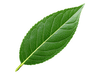 Obraz premium Single vibrant green leaf isolated on black background, Isolated On White Background, Png Transparent