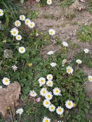 daisy, field, ground, Gänseblümchen, Tausendschön, Bellis perennis, Massliebchen, Monatsröserl,...