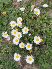 daisy, field, ground, Gänseblümchen, Tausendschön, Bellis perennis, Massliebchen, Monatsröserl,...