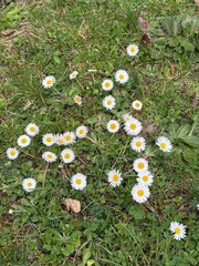 daisy, field, ground, Gänseblümchen, Tausendschön, Bellis perennis, Massliebchen, Monatsröserl,...