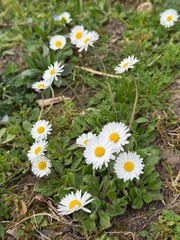 daisy, field, ground, Gänseblümchen, Tausendschön, Bellis perennis, Massliebchen, Monatsröserl,...