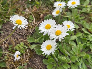 daisy, field, ground, Gänseblümchen, Tausendschön, Bellis perennis, Massliebchen, Monatsröserl,...