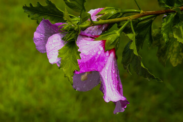 close-up of dewy purple hibiscus flower in bloom on rainy day