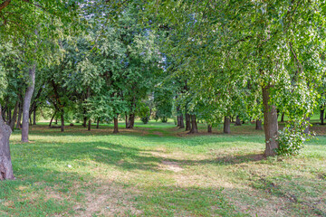 Summer park with green trees and grassy meadow in the sunlight.