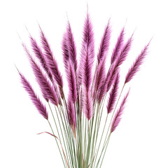 Spectacular Isolated Purple Fountain Grass Bush for Decorative Purposes