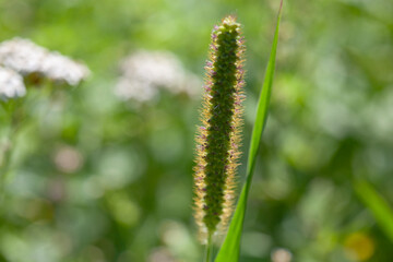 Close-Up of Green Foxtail (Setaria viridis) in Summer Field