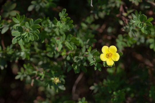 Close-Up of Yellow Cinquefoil (Potentilla fruticosa) Bloom on Green Shrub