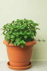 Growing mint in a terracotta pot for fresh kitchen use and sustainable living