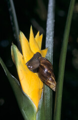 Achatine, mollusque, escargot, invert&eacute;br&eacute;, faune