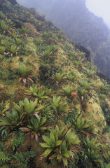 Volcan, la souffri&egrave;re, randonn&eacute;e, flore, botanique