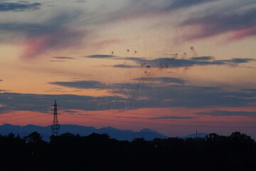 夕空に映える打ち上げ花火（八王子花火大会）