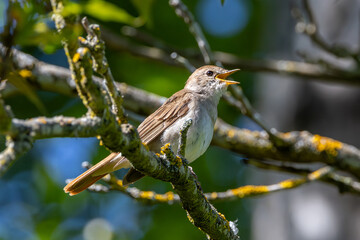 Common Nightingale (Luscinia?megarhynchos) – Madrid, Spain – Eurasian breeding range