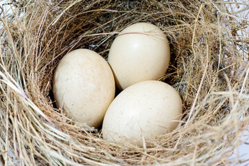 eggs in a nest isolated on a white background