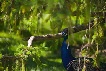 Royal majesty Uncover the beauty and grandeur of nature's true monarch, as this stunning peacock...
