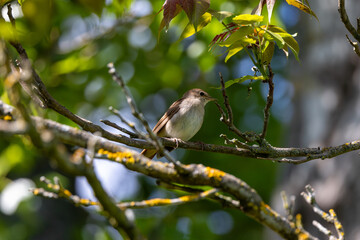 Common Nightingale (Luscinia?megarhynchos) – Madrid, Spain – Eurasian breeding range