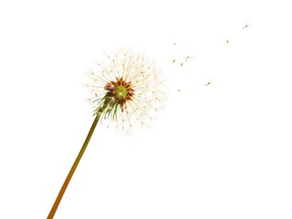 Fototapeta premium Floating Dandelion Seeds, Flat Style Illustration